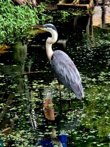 Tarpon Turtle Waterfront Grill & Marina photo 29