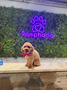 Pawphoria Grooming and Pet Market
