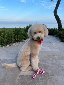 Vintage Paws Mobile Grooming