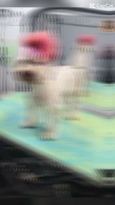 Furry Land Mobile Grooming Tampa