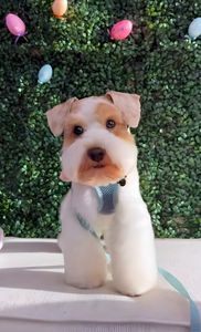 Woof Gang Bakery & Grooming South Tampa