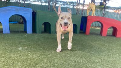 Paws 'n' Rec - Pearl