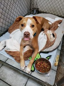 Groomingdales Bed & Biscuit