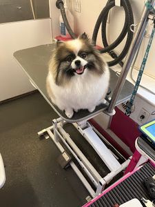 Canine Concierge Mobile Grooming Spa