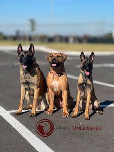 Paws Unleashed Academy I Dog Training and Behavior